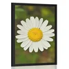 Plakat cvet ivanjščice - 60x90 silver