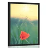 Plakat mak v travi - 60x90 no frame