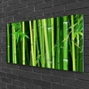 tulup.si Slika na steklu Bamboo bamboo forest narava 120x60 cm 4 obešalnika