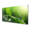 tulup.si Slika na steklu Grass nature dew drops 120x60 cm 4 obešalnika