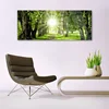 tulup.si Slika na akrilnem steklu Sun forest narava pot 125x50 cm 4 obešalnika