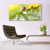 tulup.si Slika na akrilnem steklu Leaf ladybugs narava 140x70 cm 4 obešalnika
