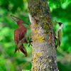 Atelier Del Sofa Dekorativna figura Bird on the branch 30, 40x22 cm, 1.5 mm, Braon