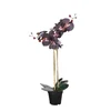 PHALAENOPSIS ORHIDEJA