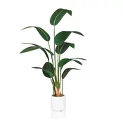 MID.YOU Umetna Rastlina Strelitzia