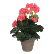 PELARGONIJA MARELIČNA V SIVEM STAN LONCU D11,5CM - H34XD20CM