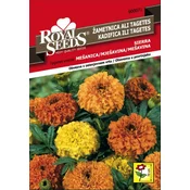 SEME ROYAL SEEDS 71 Žametnica visoka SIERRA Mešanica