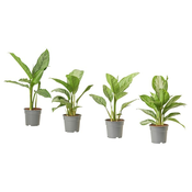 AGLAONEMA Biljka u saksiji, 17 cm