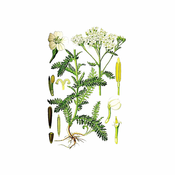 Hajducka trava (Achillea millefolium), 100g