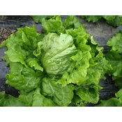 SOLATA LEDA BIG PACK 15gr