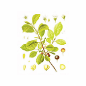 Krušina kora (Rhamnus frangula), 100g