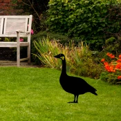 Aberto Design Dekorativna figura Goose 01, 64x44 cm, 1.5 mm