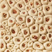 TOPICE CORAL PAVONI