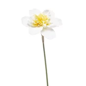 Narcisa belo rumena pick 40cm - 25 do 50 cm