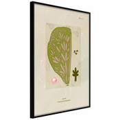 Poster - Cross Section of a Leaf 30x45