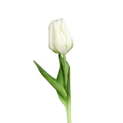 Umetna rastlina (višina 20 cm) Tulip – Ego Dekor