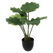 Ukrasna Biljka Palm Tree
