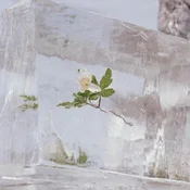 Efterklang - Windflowers (Limited Edition) (Clear Coloured) (LP)