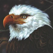 Mogwai - The Hawk Is Howling (Limited Edition) (White Coloured) (2 LP)