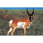 TARČA ŽIVALI TRU LIFE ANTELOPE