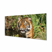 tulup.si Slika na akrilnem steklu Tiger woods 100x50 cm 4 obešalnika