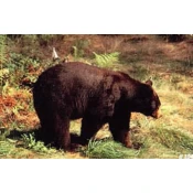 TARČA ŽIVALI TRU LIFE BLACK BEAR