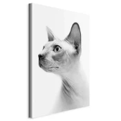 artgeist Slika Na Platnu Hairless Cat