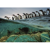 Clementoni Sestavljanka National Geographic: Gentoo pingvini se zgrinjajo v morje 1000 kosov