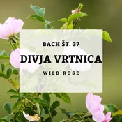 Bachove kapljice 37, Divja vrtnica - Wild Rose, 10 ml