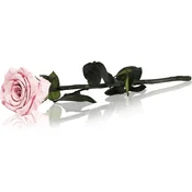RoseAmor Pink stabilizirana vrtnica na steblu 30 cm 1 kos