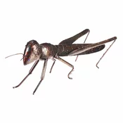 Kovinska vrtna dekoracija Kobilica, 37 x 12 x 14cm