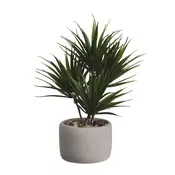 BONSAI