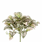 Pegasti hipoest grmovje 25cm zeleno/roza