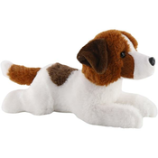 Jack Russell terier 26 cm