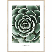 Plakat v okvirju 50x70 cm Echeveria - Styler