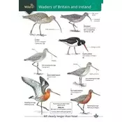 Wader of Britain and Ireland