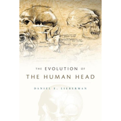 Evolution of the Human Head