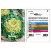 SOLATA ENDIVIJA RUMENA 10gr
