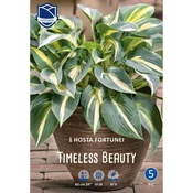 Čebulice Hosta Timeless Beauty, 1 kos