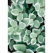 shumee Ob_L_177 Diamantna slika 30x40 - Narava, Listi