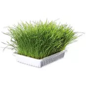 Trixie Mlada trava za mačke 100 g (TRX4232)