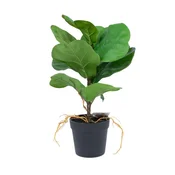 Homestar Umetna rastlina Clusia rosea H35cm