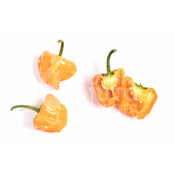 Jamaican Hot Yellow – Sjemenke chili papricica