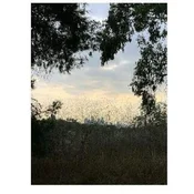Jon Porras - Arroyo (Limited Edition) (Clear Coloured) (LP)