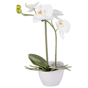 Veštacka Biljka Orchidee