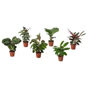 BLADVERK Biljka u saksiji, raznovrsno, 14 cm