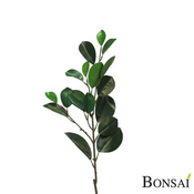 Fikus Microcarpa veja 56 - zelena - 50 do 75 cm