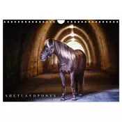 Shetlandpony Kalender (Wandkalender 2026 DIN A4 quer), CALVENDO Monatskalender