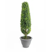 Lilium Stablo bonsai 19*60cm 567321