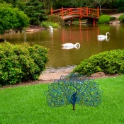 Aberto Design Dekorativna figura Peacock v2, 60x38 cm, 1.5 mm